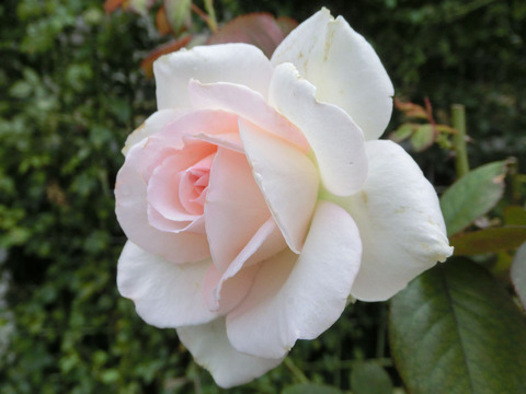 ホワイト　ディライトsCIMG5071