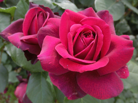 グレーフィン　ディアナsCIMG5175