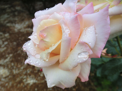 かつしか　勝鹿　（かつしか）sCIMG6494