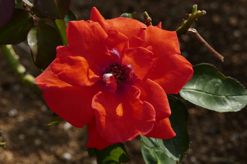 アナシュカs_1220499