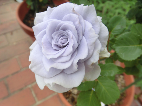 ブルー　グラビティsCIMG5443