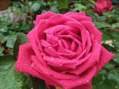 クラウス　シュテルベガーsCIMG6499