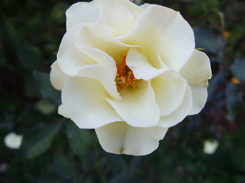 りょっこう　緑光6594