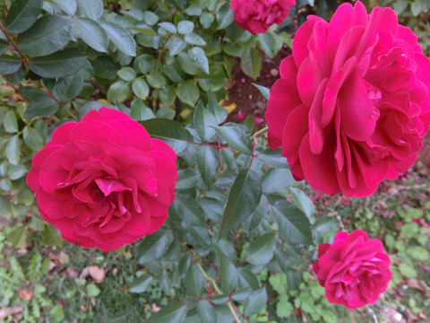 ディープ　ボルドーsCIMG7016