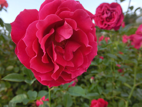 グラマラス　ラッフルsCIMG5990