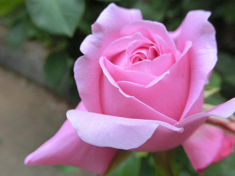 ハー　マジェスティsCIMG4953