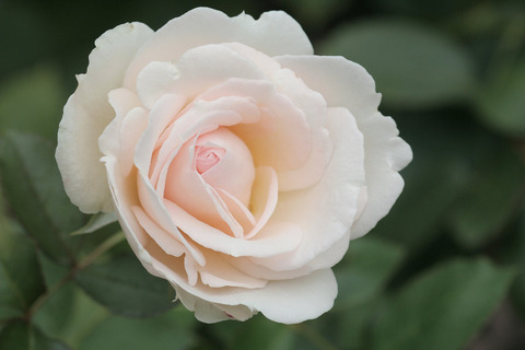 スノー　シャワーsIMG_6839