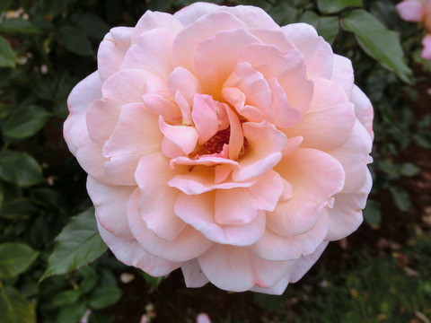 Ｇ．Ｄ．ルイーズsCIMG6996