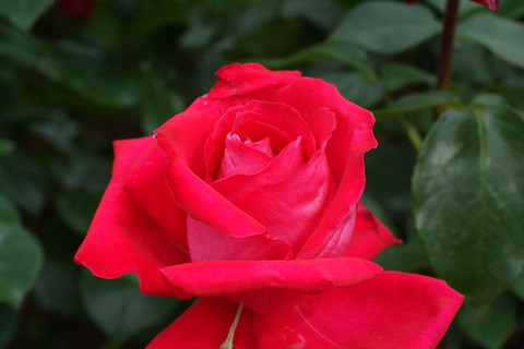 レッド　デブルsDSCF2414