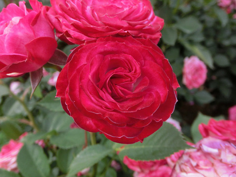 デュエット　バルコニアsCIMG5388