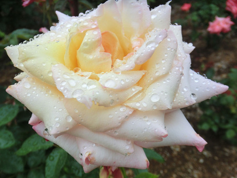 かつしか　勝鹿　（かつしか）sCIMG6496