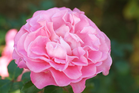 アシュリーsDSCF0863