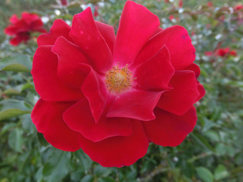 マイナーフェアーsCIMG9015