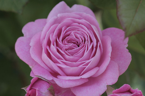 マリー　ヘンリエッテ3632