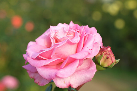 アシュリーsDSCF0853