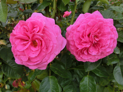 アドーア　ロマンティカsCIMG7489