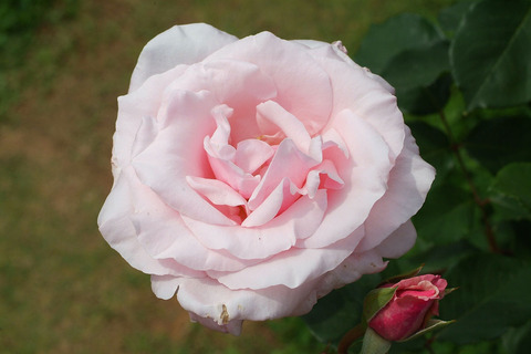 しゅんぽう　春芳　（しゅんぽう）sDSCF2074