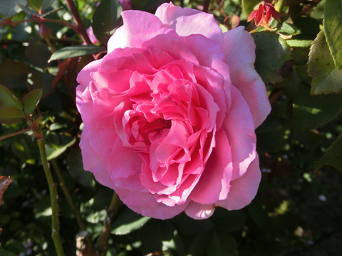 ビバリーsCIMG8621