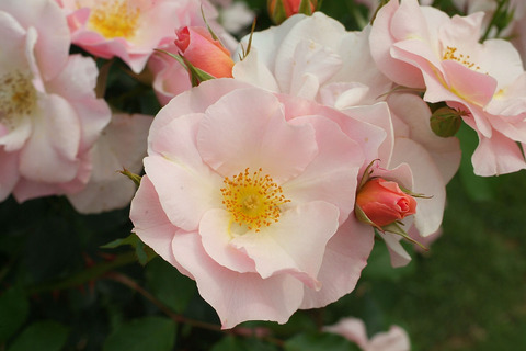 しののめsDSCF2222