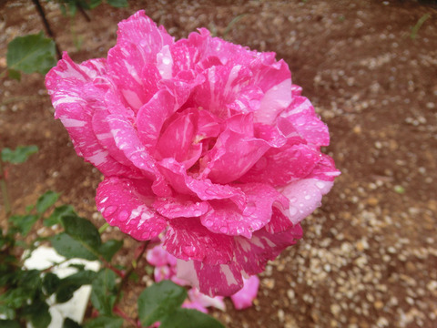 モダン　タイムズsCIMG6234