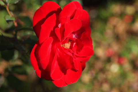 マリアンデールsDSCF9624