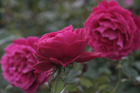 グラマラス　ラッフルsIMG_5865