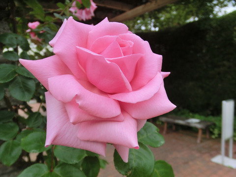 はごろも　羽衣　（はごろも）sCIMG5568