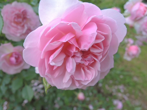 アンヌ　ボレイン4638