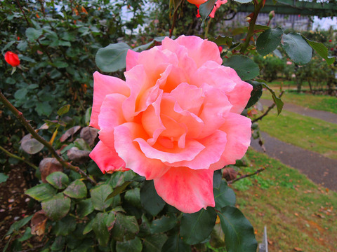 むそう　夢想sDSCN9748