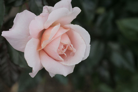 Ｇ．Ｄ．ルイーズsIMG_5442