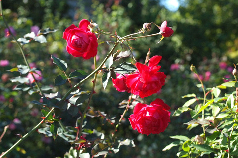 ロサ　キネンシス　センパフローレンスsDSCF9276