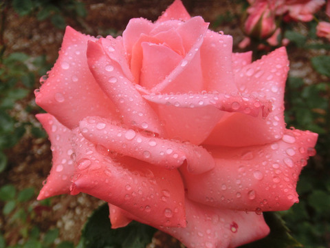 ウィンナー　バルトsCIMG6367