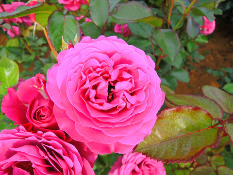 プラム　パーフェクトsDSCN6005