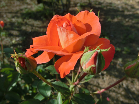 スケルツォsCIMG6721