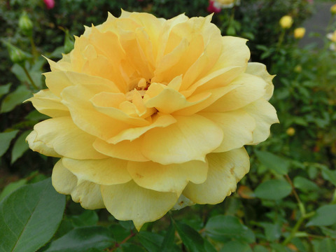 サニー　アンティークsCIMG6979