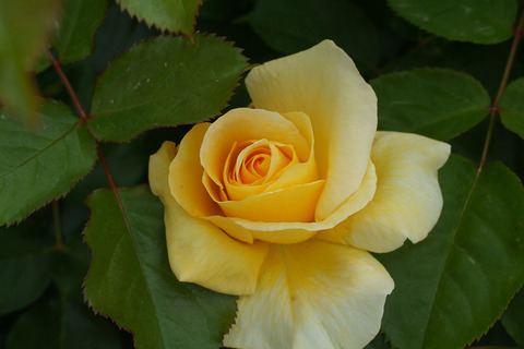 アンドレ　グランディエsDSCF2545