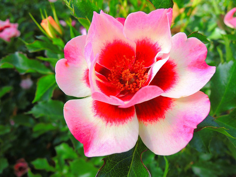 ピンク　トルマリン　バビロンsDSCN5504