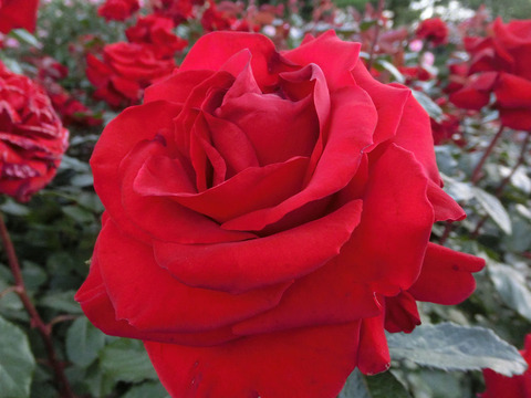 レッド　クイーン2797