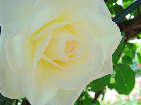 ユキサンsDSCN5228