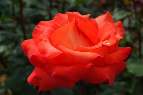 はなかがり　花かがりsDSCF2063