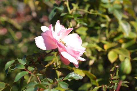 ボニカ　’８２sDSCF8994