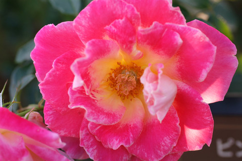 ピンク　レディ　ラッフルsDSCF0914