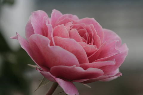 アイスフォーゲルsIMG_7523