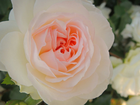 ステファニー　グッテンベルク2241