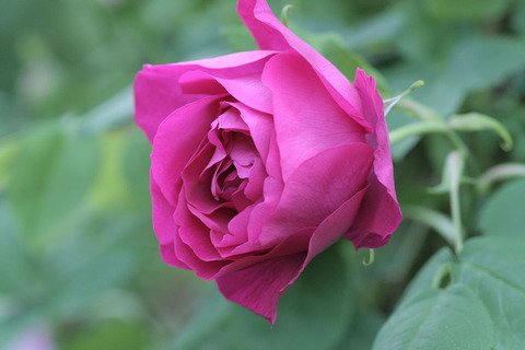 ウルリッヒ　ブルナー4237