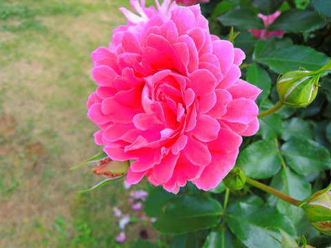 ファンシー　ラッフルsDSCN5242