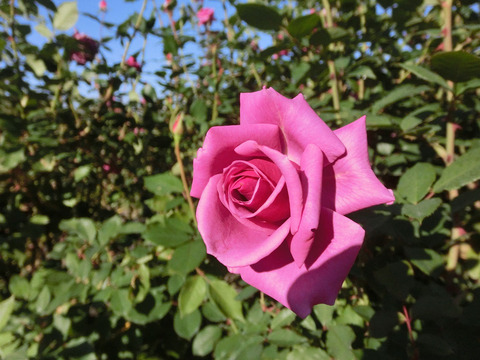 しうん　紫雲　（しうん）sCIMG8474