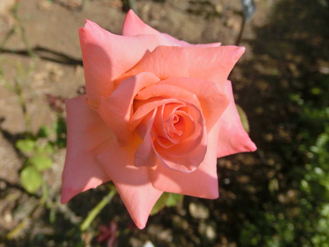 ファバージェsCIMG6575