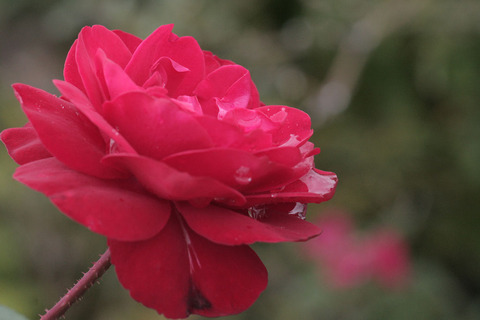 ティアーモsIMG_4249