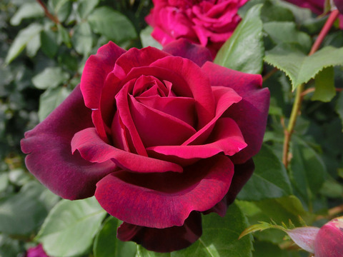 グレーフィン　ディアナsCIMG5191